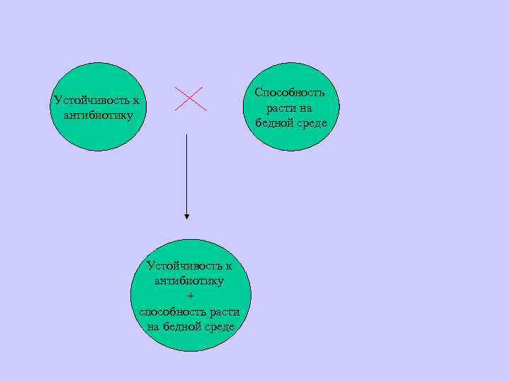 Устойчивость к антибиотику + способность расти на бедной среде Способность расти на бедной среде
