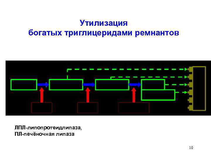 Утилизация богатых триглицеридами ремнантов ЛПЛ-липопротеидлипаза, ПЛ-печёночная липаза 10 