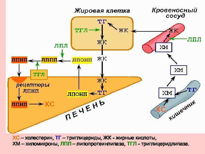 ХС – холестерин, ТГ – триглицериды, ЖК - жирные кислоты, 13 ХМ – хиломикроны,