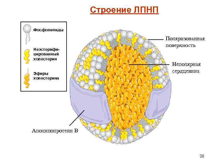 Строение ЛПНП Фосфолипиды Неэстерифицированный холестерин Эфиры холестерина Поляризованная поверхность Неполярная сердцевина Аполипопротеин В 20