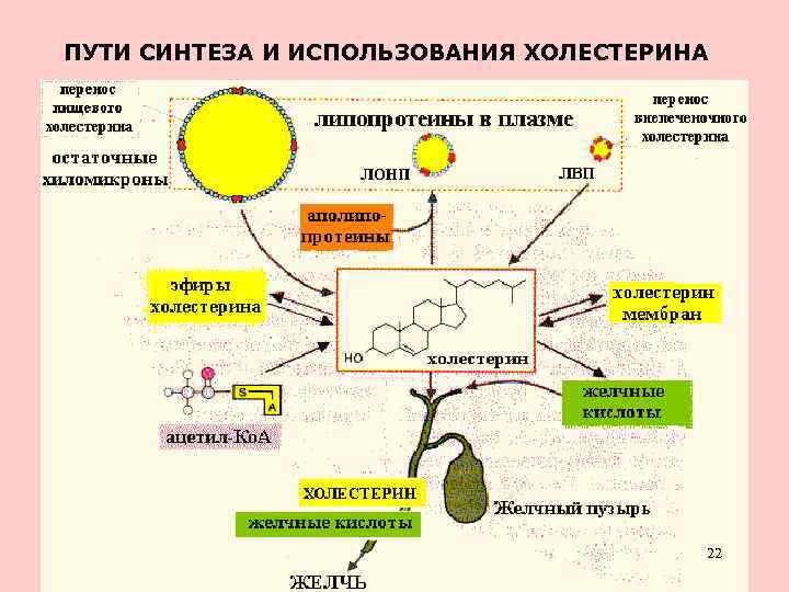 ПУТИ СИНТЕЗА И ИСПОЛЬЗОВАНИЯ ХОЛЕСТЕРИНА 22 