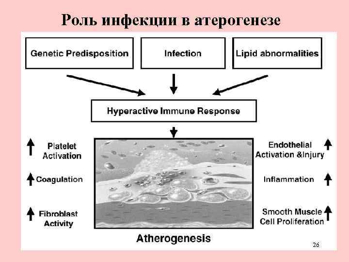 Роль инфекции в атерогенезе 26 