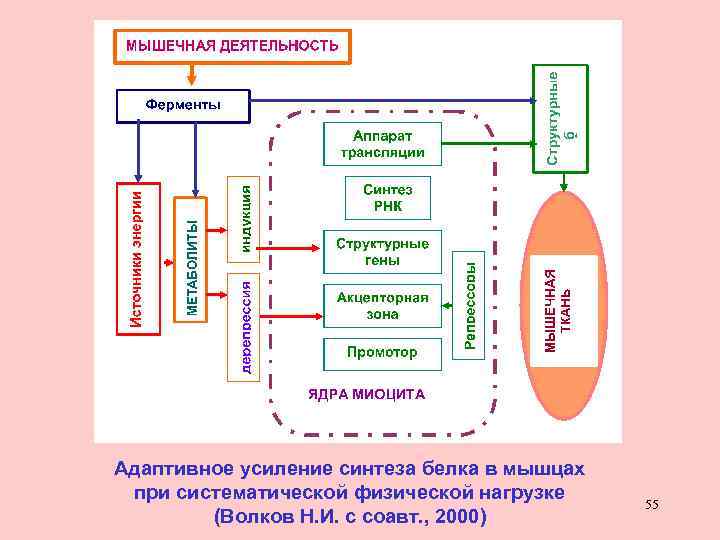 Адаптивное усиление синтеза белка в мышцах при систематической физической нагрузке (Волков Н. И. с