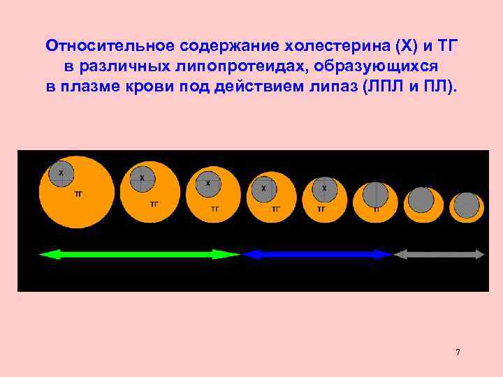 Относительное содержание холестерина (Х) и ТГ в различных липопротеидах, образующихся в плазме крови под