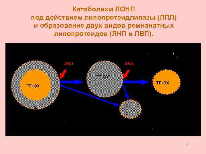 Катаболизм ЛОНП под действием липопротеидлипазы (ЛПЛ) и образование двух видов ремнанатных липопротеидов (ЛНП и