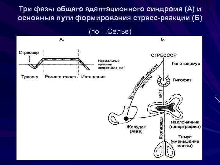 Комплексная оценка общего адаптационного синдрома у детей презентация