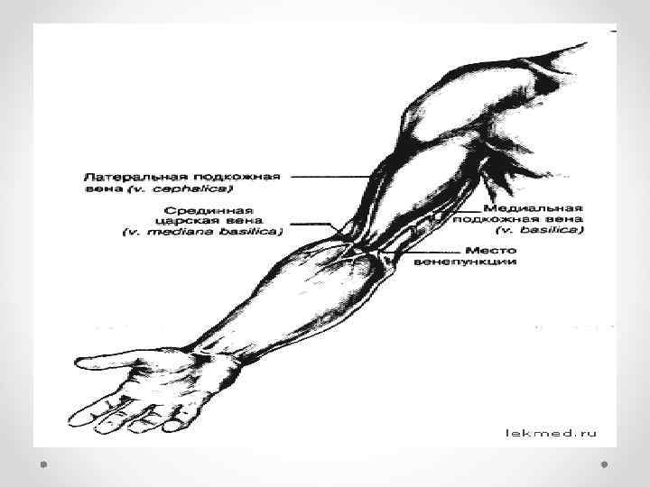 Где находится локтевая ямка на руке фото с расшифровкой