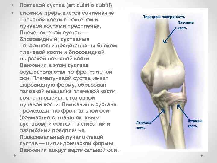 Локтевой сустав схема