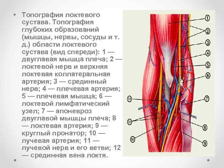 Локтевой сустав мышцы и сухожилия. Синтопия сосудов и нервов локтевой области. Анатомия локтевого сустава сосуды и нервы. Локтевая ямка топографическая анатомия. Нервы локтевого сустава анатомия.
