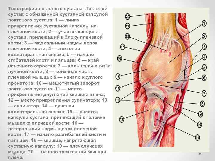 Локтевая ямка