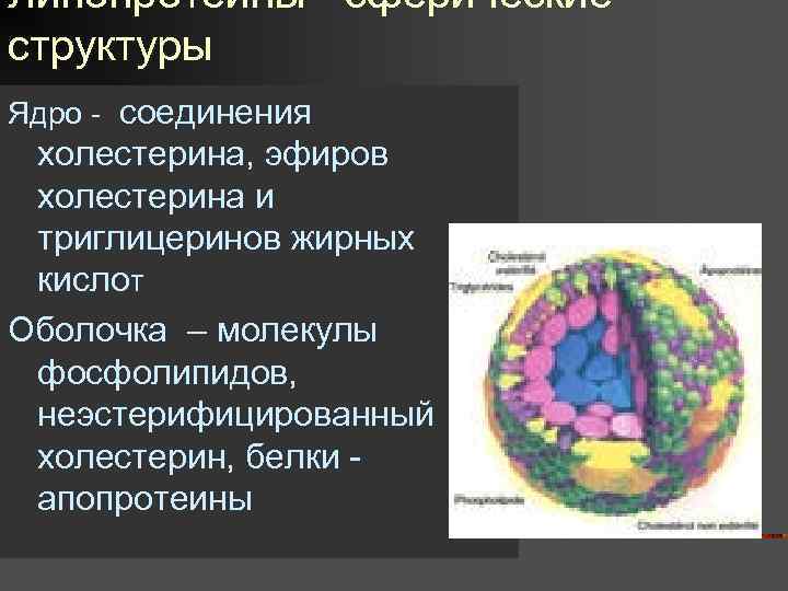Липопротеины - сферические структуры Ядро - соединения холестерина, эфиров холестерина и триглицеринов жирных кислот