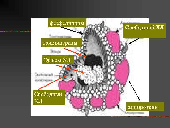 фосфолипиды Свободный ХЛ триглицериды Эфиры ХЛ Свободный ХЛ апопротеин 