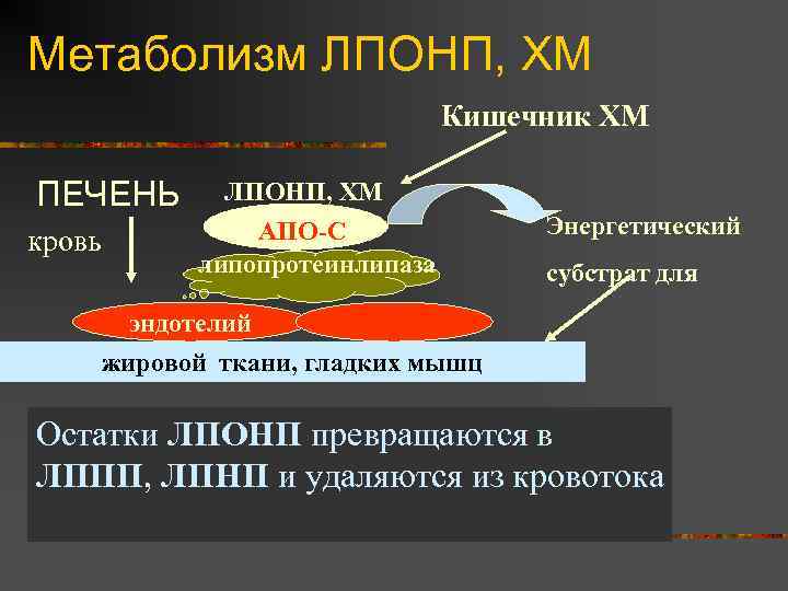 Метаболизм ЛПОНП, ХМ Кишечник ХМ ПЕЧЕНЬ кровь ЛПОНП, ХМ АПО-С липопротеинлипаза Энергетический субстрат для