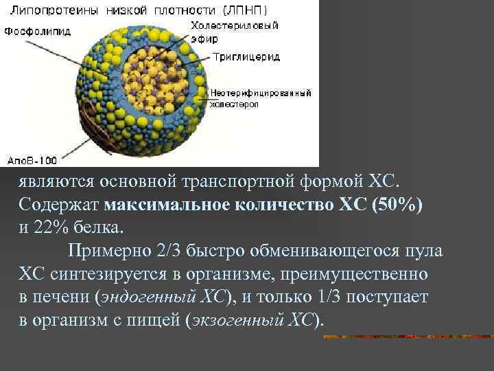 являются основной транспортной формой ХС. Содержат максимальное количество ХС (50%) и 22% белка. Примерно