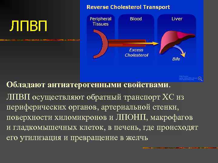 ЛПВП Обладают антиатерогенными свойствами. ЛПВП осуществляют обратный транспорт ХС из периферических органов, артериальной стенки,