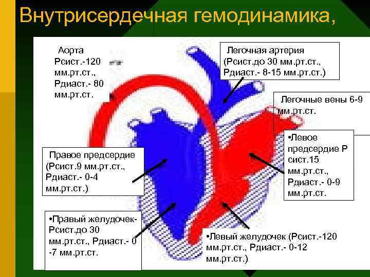 Внутрисердечная гемодинамика, • Аорта Рсист. -120 мм. рт. ст. , Рдиаст. - 80 мм.