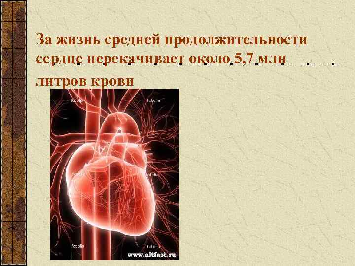 За жизнь средней продолжительности сердце перекачивает около 5, 7 млн литров крови 