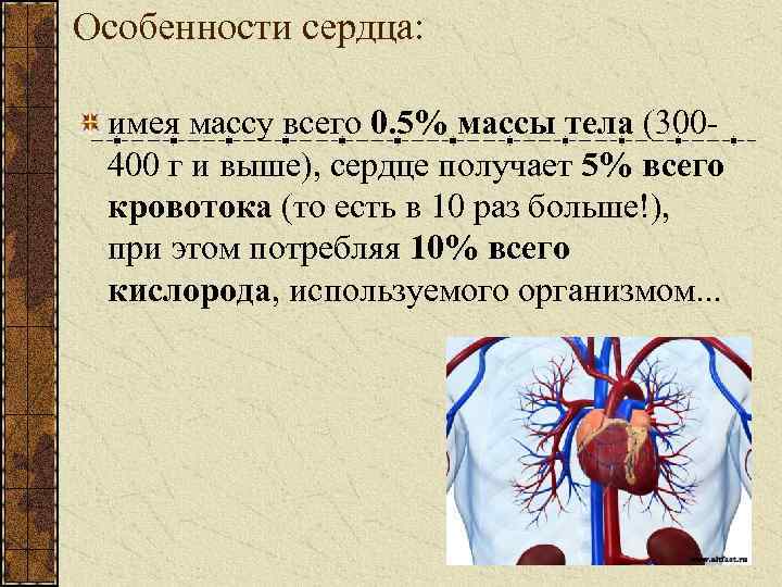 Особенности сердца: имея массу всего 0. 5% массы тела (300400 г и выше), сердце