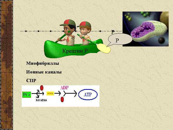Р Р Креатин Р Миофибриллы Ионные каналы СПР 