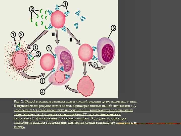 Рис. 2. Общий механизм развития аллергической реакции цитотоксического типа. В верхней части рисунка видна