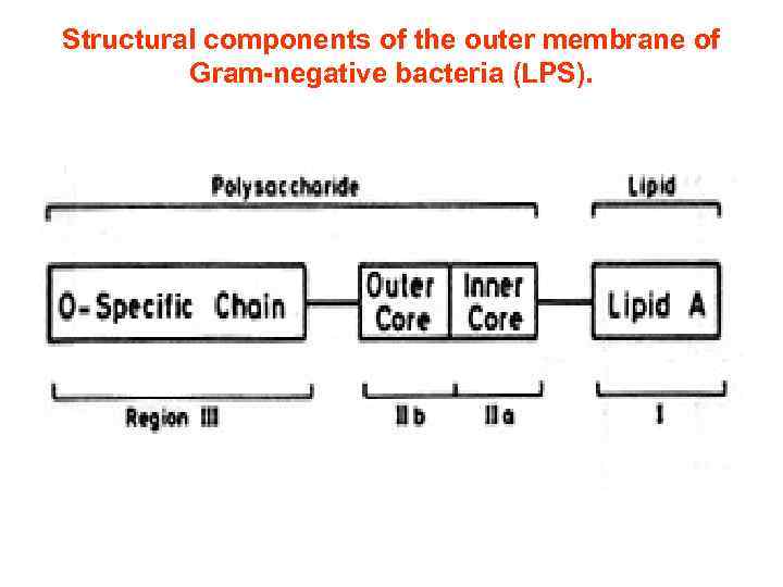 Structural components of the outer membrane of Gram-negative bacteria (LPS). 