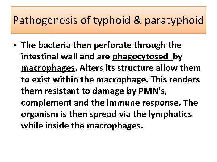 Pathogenesis of typhoid & paratyphoid • The bacteria then perforate through the intestinal wall