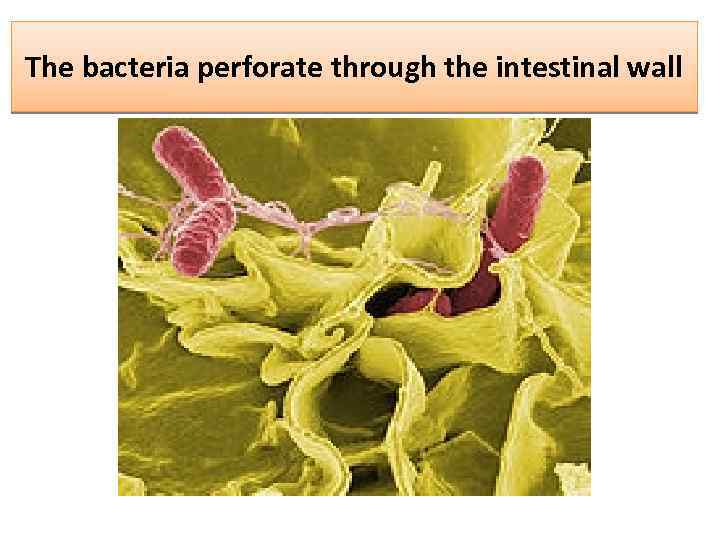 The bacteria perforate through the intestinal wall 