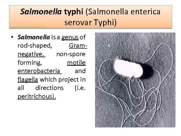 Salmonella typhi (Salmonella enterica serovar Typhi) • Salmonella is a genus of rod-shaped, Gramnegative,