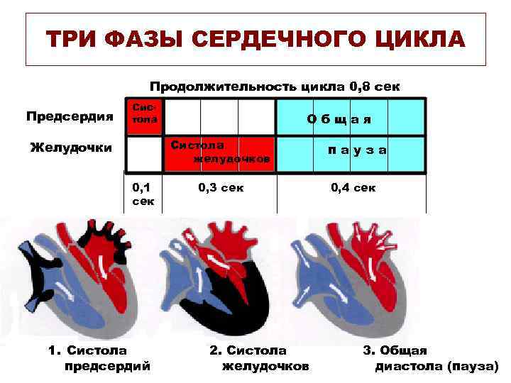 ТРИ ФАЗЫ СЕРДЕЧНОГО ЦИКЛА Продолжительность цикла 0, 8 сек Предсердия Систола Общая Систола желудочков