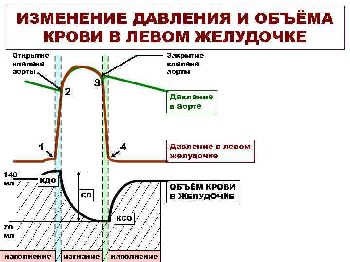 ИЗМЕНЕНИЕ ДАВЛЕНИЯ И ОБЪЁМА КРОВИ В ЛЕВОМ ЖЕЛУДОЧКЕ Открытие клапана аорты 3 2 Давление