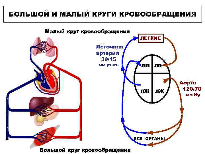 БОЛЬШОЙ И МАЛЫЙ КРУГИ КРОВООБРАЩЕНИЯ Малый круг кровообращения Лёгочная артерия 30/15 мм рт. ст.