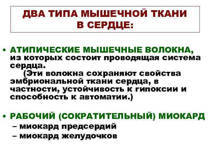 ДВА ТИПА МЫШЕЧНОЙ ТКАНИ В СЕРДЦЕ: • АТИПИЧЕСКИЕ МЫШЕЧНЫЕ ВОЛОКНА, из которых состоит проводящая