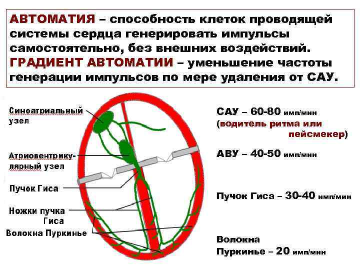 АВТОМАТИЯ – способность клеток проводящей системы сердца генерировать импульсы самостоятельно, без внешних воздействий. ГРАДИЕНТ