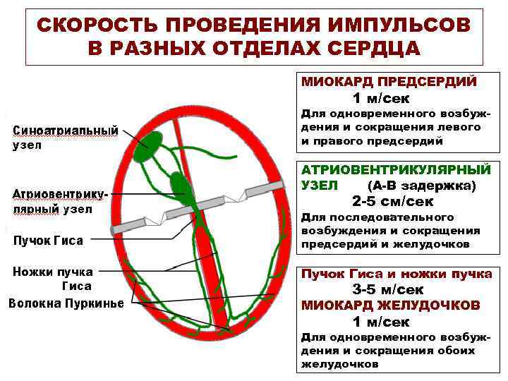 СКОРОСТЬ ПРОВЕДЕНИЯ ИМПУЛЬСОВ В РАЗНЫХ ОТДЕЛАХ СЕРДЦА МИОКАРД ПРЕДСЕРДИЙ 1 м/сек Для одновременного возбуждения