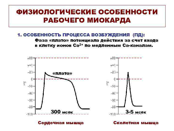 ФИЗИОЛОГИЧЕСКИЕ ОСОБЕННОСТИ РАБОЧЕГО МИОКАРДА 1. ОСОБЕННОСТЬ ПРОЦЕССА ВОЗБУЖДЕНИЯ (ПД): Фаза «плато» потенциала действия за