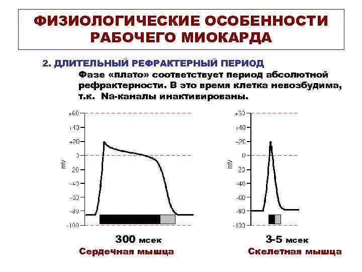 ФИЗИОЛОГИЧЕСКИЕ ОСОБЕННОСТИ РАБОЧЕГО МИОКАРДА 2. ДЛИТЕЛЬНЫЙ РЕФРАКТЕРНЫЙ ПЕРИОД Фазе «плато» соответствует период абсолютной рефрактерности.