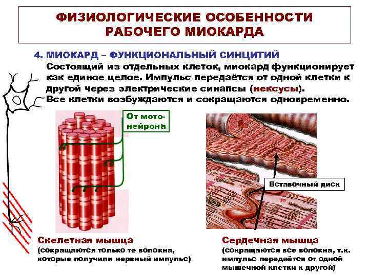 ФИЗИОЛОГИЧЕСКИЕ ОСОБЕННОСТИ РАБОЧЕГО МИОКАРДА 4. МИОКАРД – ФУНКЦИОНАЛЬНЫЙ СИНЦИТИЙ Состоящий из отдельных клеток, миокард