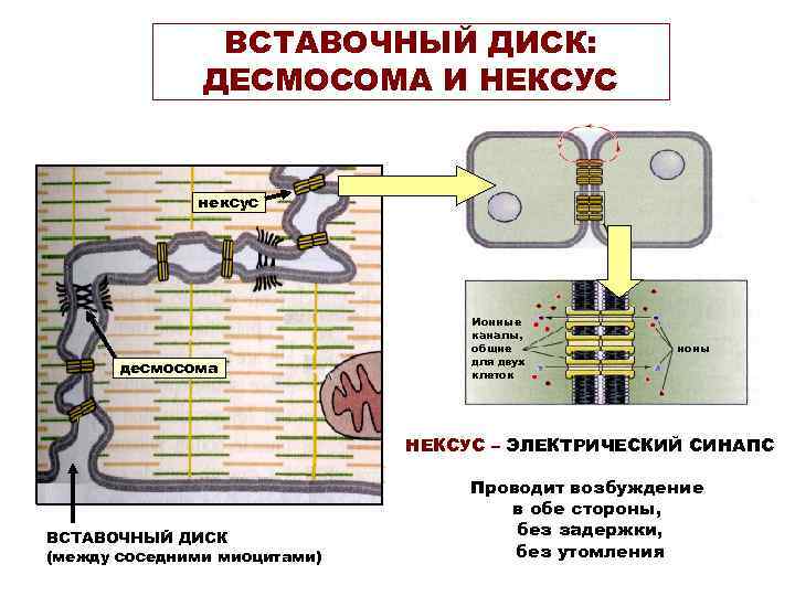 ВСТАВОЧНЫЙ ДИСК: ДЕСМОСОМА И НЕКСУС нексус десмосома Ионные каналы, общие для двух клеток ионы