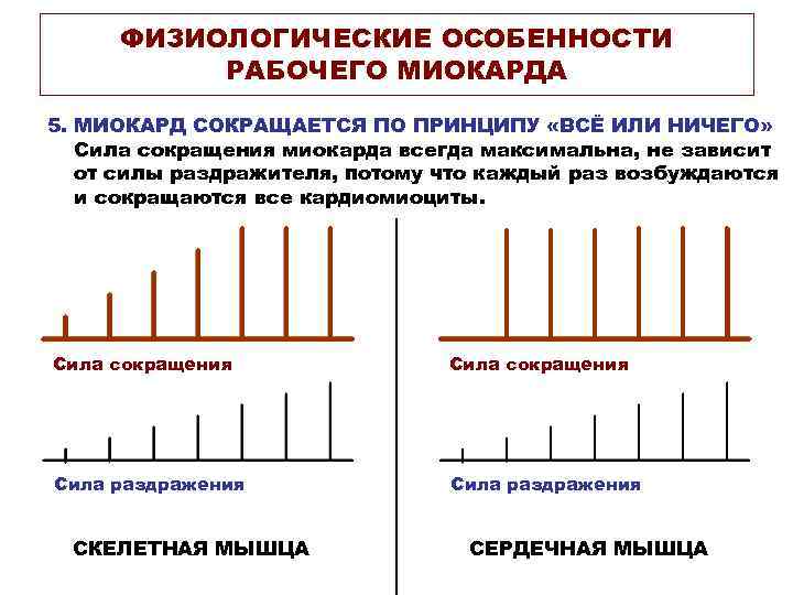 ФИЗИОЛОГИЧЕСКИЕ ОСОБЕННОСТИ РАБОЧЕГО МИОКАРДА 5. МИОКАРД СОКРАЩАЕТСЯ ПО ПРИНЦИПУ «ВСЁ ИЛИ НИЧЕГО» Сила сокращения