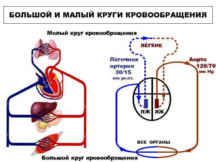 БОЛЬШОЙ И МАЛЫЙ КРУГИ КРОВООБРАЩЕНИЯ Малый круг кровообращения ЛЁГКИЕ Лёгочная артерия 30/15 Аорта 120/70