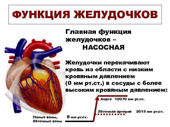 ФУНКЦИЯ ЖЕЛУДОЧКОВ Главная функция желудочков – НАСОСНАЯ Желудочки перекачивают кровь из области с низким