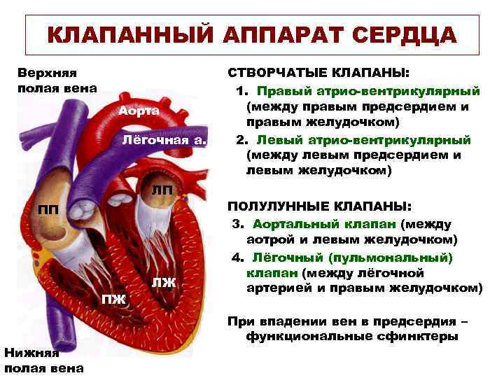 КЛАПАННЫЙ АППАРАТ СЕРДЦА Верхняя полая вена Аорта Лёгочная а. ЛП ПП ПЖ Нижняя полая