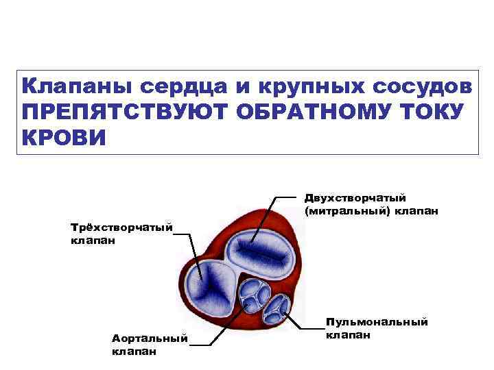 Клапаны сердца и крупных сосудов ПРЕПЯТСТВУЮТ ОБРАТНОМУ ТОКУ КРОВИ Двухстворчатый (митральный) клапан Трёхстворчатый клапан