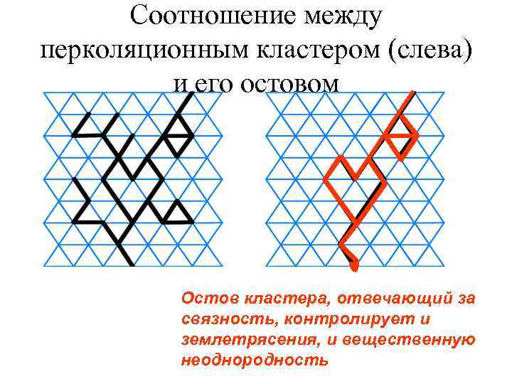 Соотношение между перколяционным кластером (слева) и его остовом Остов кластера, отвечающий за связность, контролирует