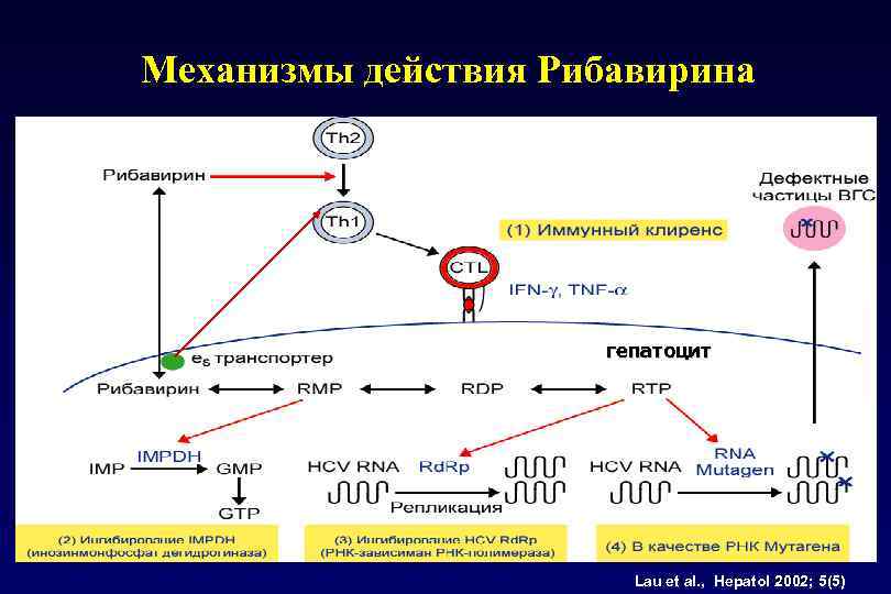 Механизмы действия Рибавирина гепатоцит Lau et al. , Hepatol 2002; 5(5) 