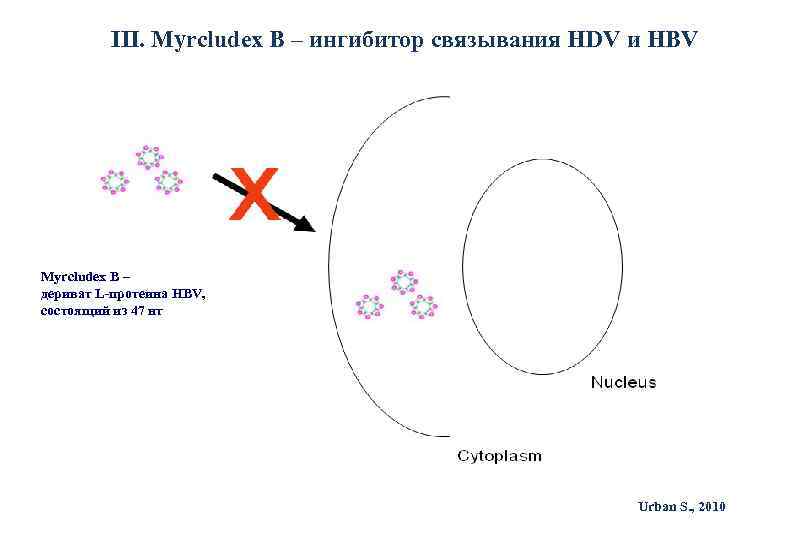 III. Myrcludex B – ингибитор связывания HDV и HBV Myrcludex B – дериват L-протеина