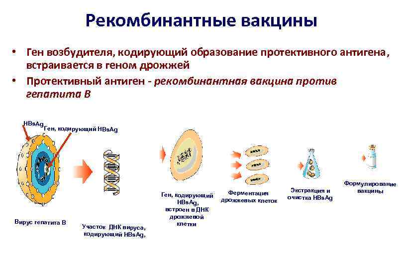 Рекомбинантные вакцины • Ген возбудителя, кодирующий образование протективного антигена, встраивается в геном дрожжей •