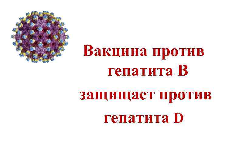 Вакцина против гепатита В защищает против гепатита D 