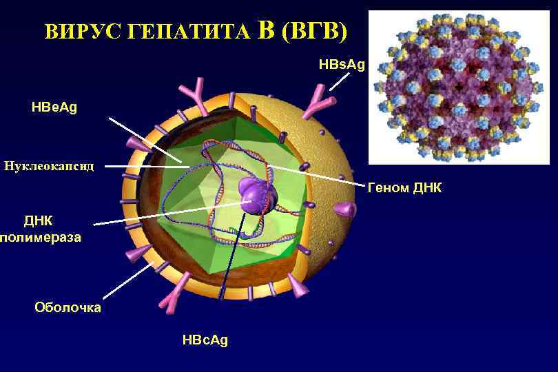 ВИРУС ГЕПАТИТА В (ВГВ) HBs. Ag HBе. Ag Нуклеокапсид Геном ДНК полимераза Оболочка HBс.