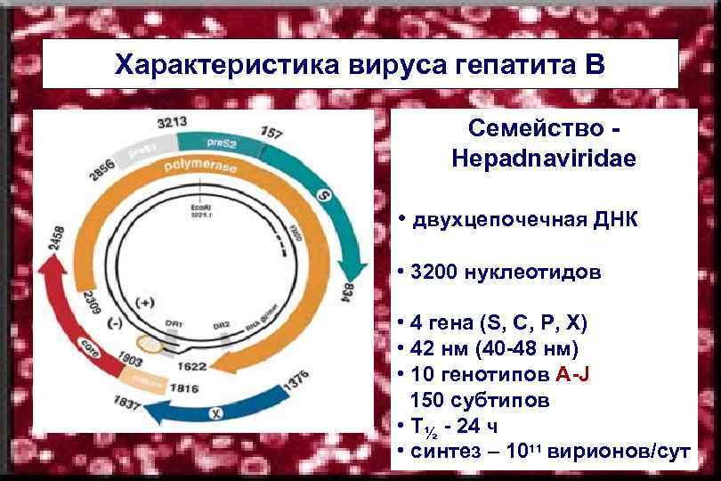 Характеристика вирусагепатита В В Характеристика вируса гепатита Семейство Hepadnaviridae • двухцепочечная ДНК • 3200